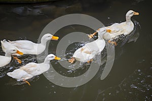 White swans swims in the pond