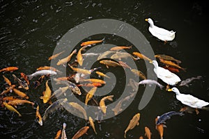 White swans swims in the pond