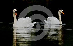 White swans symmetrically reflected in dark water