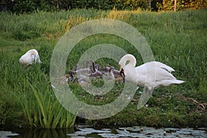 White swans with there chicks on the grass of a edge of a ditch in Zevenhuizen, the Netherlands.
