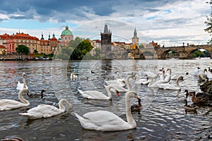 White swans on the Vltava river against the background of Charles Bridge, Prague, Czech Republic