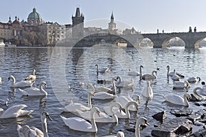 White swans on the Vltava river near Charles Bridge in Prague Czech Republic