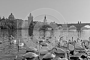 White swans on the Vltava river near Charles Bridge in Prague Czech Republic