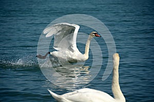 White swans waiting for food