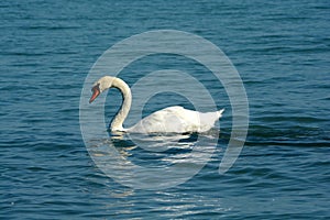 White swans waiting for food