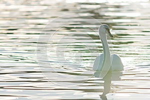 White swans in the water photo in contre-jour photo