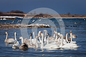 White swans on the water