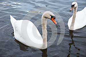 White swans on the water.