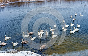 Swans in winter on the lake