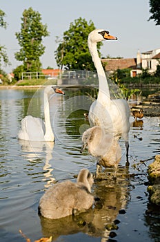 White swans with youngsters. Pond in the village, South Moravia, Czech Republic.