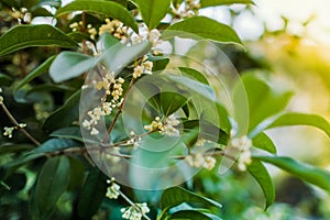 White Sweet osmanthus flower on a tree