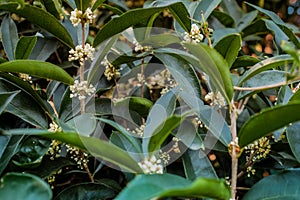 White Sweet osmanthus flower on a tree