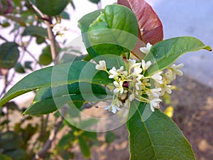 White sweet-scented osmanthus
