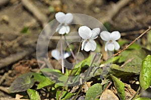 The White Sweet Violet - Viola odorata