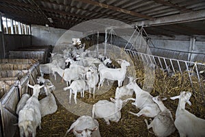 White Swiss Saanen goats on the farm