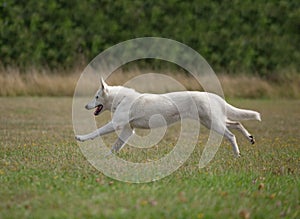 White Swiss Shepherd