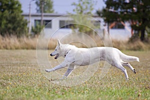 White Swiss Shepherd