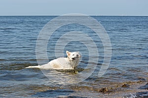 White swiss shepherd brings back a cane out of the water