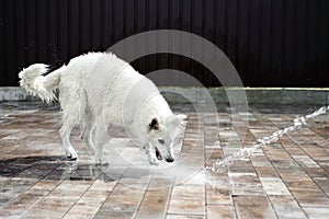 White Swiss Shepherd catches a stream from a hose on a hot summer day. A big white wet dog plays with a stream of water