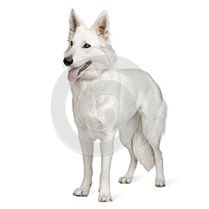 Biely švajčiarsky pes (10 mesiacov) 