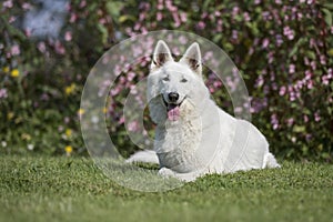 White swiss shepherd dog laying in grass