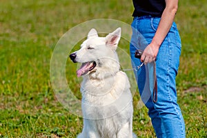 A white Swiss Shepherd dog near his mistress during a walk in the park