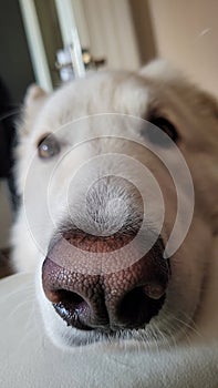 White swiss shepherd dog nose macro