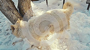 White Swiss Shepherd Dog Play In Snow.Slow Motion.