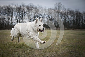 White swiss shepherd dog is running in front of forest.