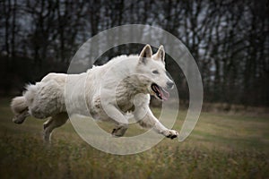 White swiss shepherd dog is running in front of forest.