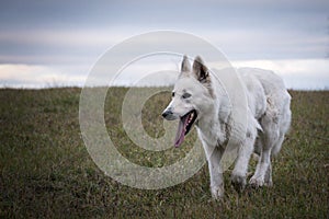 White swiss shepherd dog is running in front of forest.