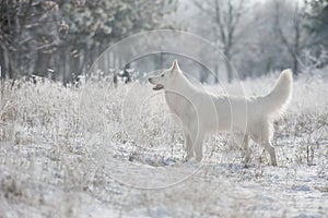 White swiss shepherd dog in the snow