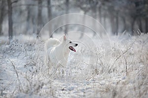 White swiss shepherd dog  in the snow