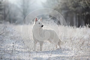White swiss shepherd dog  in the snow