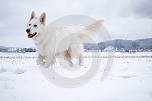 White Swiss Shepherd Dog in snow