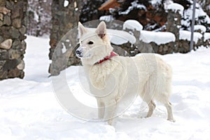 White swiss shepherd dog on the snow, winter time