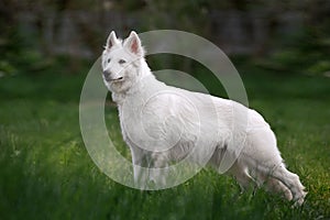 White Swiss Shepherd dog standing in front exterior in the tall grass on the neutral blurred background