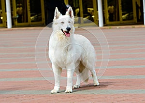 White Swiss Shepherd full face.