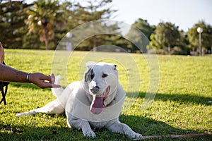 White Swiss Shepherd mixed with English pointer lying on green grass under sunlight