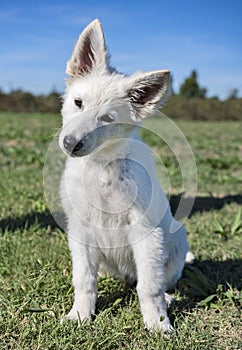 White swiss shepherd in obedience