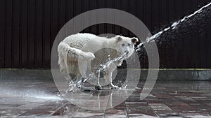 A white swiss shepherd plays with a stream of water from a hose on a hot summer day. A beautiful playful wet white dog