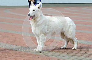 White Swiss Shepherd in profile.