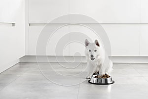 White Swiss Shepherd puppy eating dry food from a metal bowl in a modern white kitchen. Food delivery for happy domestic