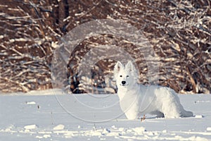 White Swiss Shepherd puppy