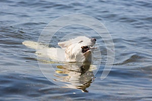 White swiss shepherd retrieving branch out of the water photo