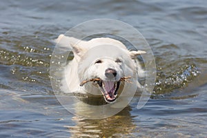 White swiss shepherd retrieving branch out of the water