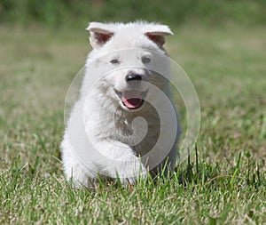 White Swiss Shepherd`s puppy photo