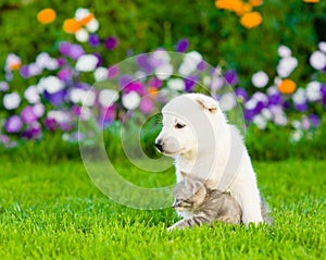 White Swiss Shepherd`s puppy embracing kitten on green grass