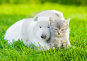 White Swiss Shepherd`s puppy hugging kitten on green grass