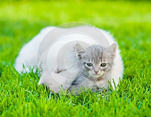 White Swiss Shepherd`s puppy hugging kitten on green grass